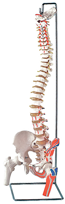 Flexible Vertebral Column with Femur Heads, Muscle Insertions, Removable Sacral Crest